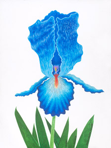 Iris Thumbnail